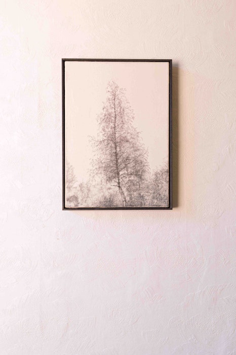 Joris Vanpoucke boom 1